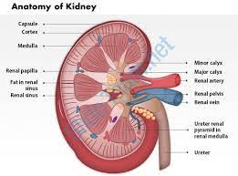 The middle layer, containing tubules and filiform cells; What Is Apex Of Renal Pyramid Called Quora
