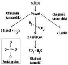 Glikoz durumunda, karboksil grubu aldehittir. Glikoz Nedir Formulu Yararlari Ne Ise Yarar Glikoz Hangi Besinlerde Bulunur Biyoloji Konu Anlatim