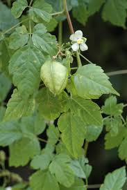 Image result for Cardiospermum grandiflorum