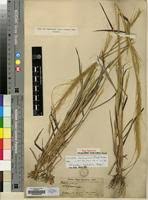 Image result for Loudetia phragmitoides