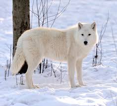 Bildergebnis für wolf