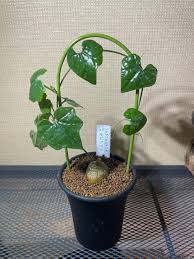 Image result for Cyclantheropsis parviflora