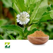 Image result for Eclipta