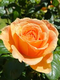 Image result for Rogiera amoena