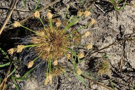 Image result for Bulbostylis hensii