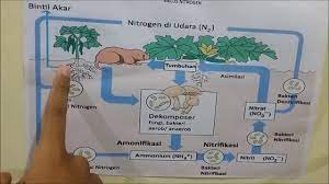 Maybe you would like to learn more about one of these? Siklus Nitrogen Youtube