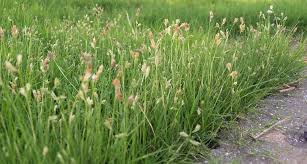 Трава зубровка: как выглядит и где растет + состав, полезные свойства, вред и противопоказания, особенности применения