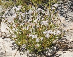 Image result for Tetragonia calycina