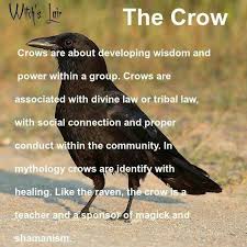 The Spirit Familiar The Crow In Scotland Witches Were Said To Transform Themselves Into Crows Shapeshifter Animal Spirit Guides Black Bird Animal Totems