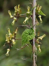 Image result for Riocreuxia chrysochroma