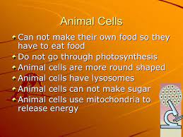 Enjoy your study of plant and animal cells! The Difference Between Plant And Animal Cells Power Point By Aaron Christopher Jonathon Mitchell Caulin And Christian Ppt Download