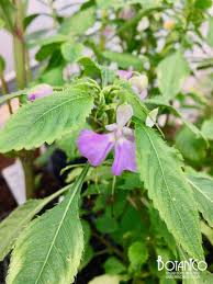 Image result for Impatiens hochstetteri