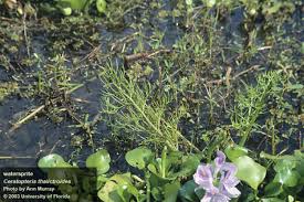 Image result for Ceratopteris