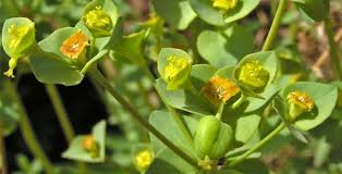 Image result for Euphorbia serratifolia