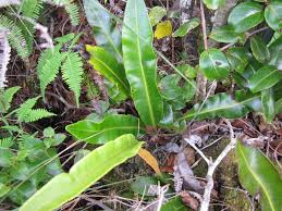 Image result for Elaphoglossum aubertii