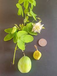 Image result for Passiflora subpeltata