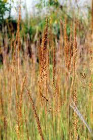 Image result for Sorghastrum