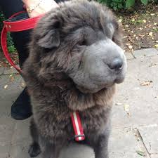Blue Bear Coat Shar Pei Bear Coat Shar Pei Poodle Puppy Baby Puppies