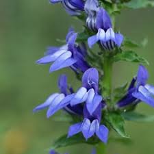 Image result for Lobelia lobata