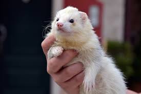 Justanswer.com has been visited by 100k+ users in the past month How Much Are Ferrets At Petsmart How To Discuss