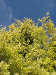 Image result for Melaleuca bracteata