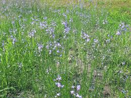 Image result for Syncolostemon sp. nov. aff. teucriifolius