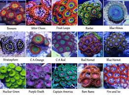 Pin By Salt Water Fish Tank On Coralreef Coral Fish Tank Marine Fish Tanks Saltwater Fish Tanks