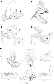 Image result for Fabaceae subfamily Papilionoideae