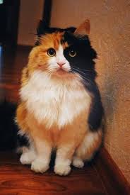 Pin By Helaina Kennedy On Kittens Cute Cats Pretty Cats Cats