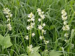 Image result for Oreosyce africana