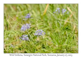 Image result for Pentanisia prunelloides