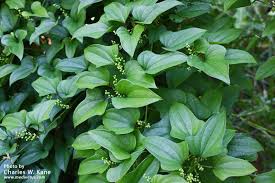 Image result for Polystachya virginea