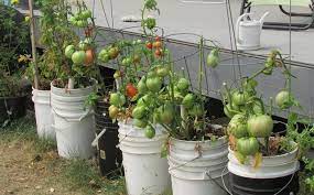 What most people miss to recognize is the health benefit this vegetable carries under its flesh. My 5 Gallon Tomato Bucket Harvest Steemit