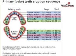 Delayed Eruption Of Teeth Baby Teeth