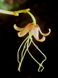 Image result for Tacazzea