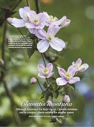 We did not find results for: Clematis Montana The National Collection Of This Vigorous Species Reveals New More Compact Plants Ideal For Large Pots And Smaller Gardens Pressreader