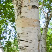 This leaking sap is not harmful—only unsightly. Paper Birch Tree On The Tree Guide At Arborday Org