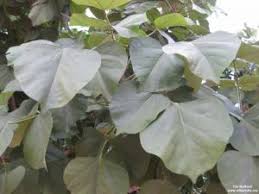 Image result for Erythrina sacleuxii
