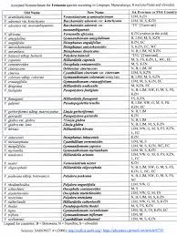 Image result for Vernonia gerberiformis