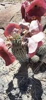 Image result for Hoodia currorii