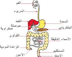 نتيجة بحث الصور عن الجهاز الهضمي sewing character comics