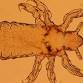 Wonderfully Weird Wednesdays: Parasite Pals