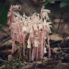 Image result for Leptochloa uniflora