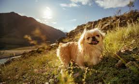 A reference to this popular rum brand. 70 Chinese Dog Names Favorites Names From China