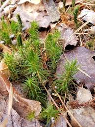 Image result for Mayacaceae