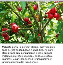 Mahkota Dewa Health Matters Health Health Fitness