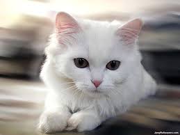 Free Download Download Cats Wallpaper White Cat Imgstockscom 1024x768 For Your Desktop Mobile Tablet Explore 48 Cats Wallpaper Free For 2013 Kitten Desktop Wallpaper Kitten Wallpapers Free Download Black Kitten Wallpaper
