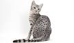 Egyptian Mau Cat Breed Information, Pictures ...