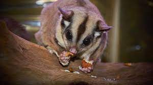 Rebus ayam dan ubi sampai empuk. 12 Makanan Kesukaan Sugar Glider Dan Cara Memberikan Makannya Hot Liputan6 Com