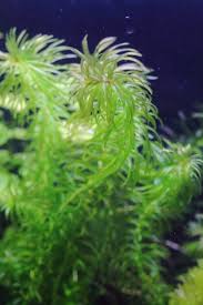 アナカリス 金魚藻 透明感ある細い葉が美しい丈夫な水草 水草動画ブログ